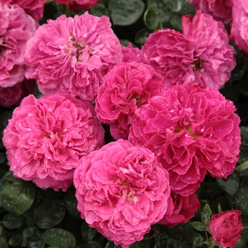 Gärtnerei - Rosa Ausmary - rosa - englische rosen - stark duftend - David Austin - Bringt vielen Blüten in grellen Farben. Langanhaltend blühend.